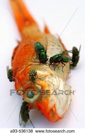 Stock Photo - Carrion flies (Phaenicia sp) on Goldfish (Carassius auratus). Fotosearch