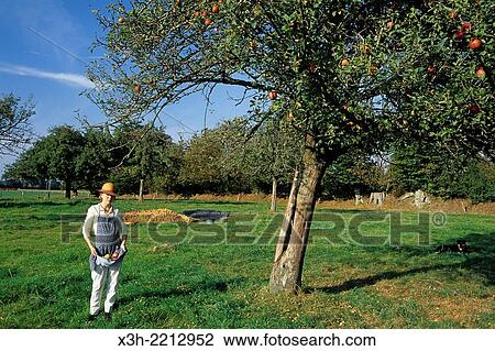 Stock Image - "cider apple harvesting, Mayenne department, Pays de la Loire region, France, Europe. ". Fotosearch