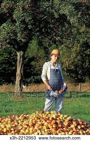 Stock Image - "cider apple harvesting, Mayenne department, Pays de la Loire region, France, Europe. ". Fotosearch