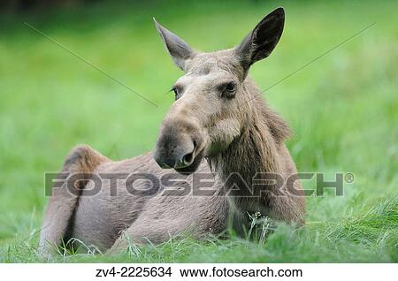 Close-up of a Eurasian elk (Alces alces) in a forest in early summer. View Large Photo Image Picture - Close-up of a Eurasian elk (Alces alces) in a forest in early summer.. Fotosearch