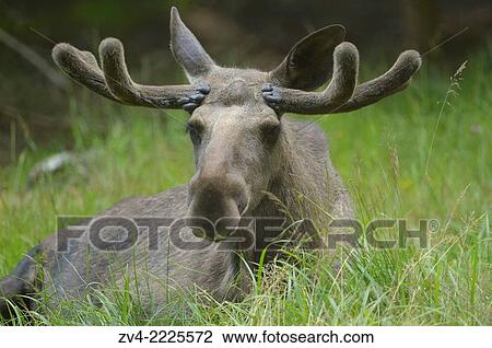 Close-up of a Eurasian elk (Alces alces) in a forest in early summer. View Large Photo Image Stock Image - Close-up of a Eurasian elk (Alces alces) in a forest in early summer.. Fotosearch