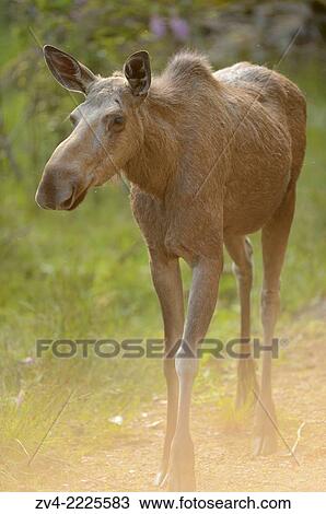 Stock Image - Close-up of a Eurasian elk (Alces alces) in a forest in early summer.. Fotosearch