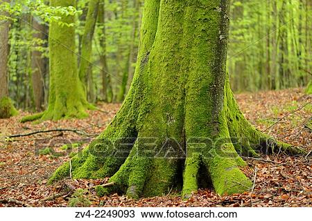 Close-up of a European beech or common beech (Fagus sylvatica) tree-trunk in a forest in spring. View Large Photo Image Stock Image - Close-up of a European beech or common beech (Fagus sylvatica) tree-trunk in a forest in spring.. Fotosearch