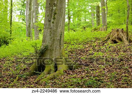 Close-up of a European beech or common beech (Fagus sylvatica) tree-trunk in a forest in spring. View Large Photo Image Stock Photograph - Close-up of a European beech or common beech (Fagus sylvatica) tree-trunk in a forest in spring.. Fotosearch