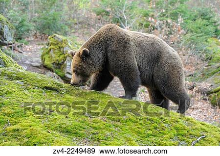 Close-up of a European brown bear (Ursus arctos arctos) in a forest in spring. View Large Photo Image Stock Photo - Close-up of a European brown bear (Ursus arctos arctos) in a forest in spring.. Fotosearch