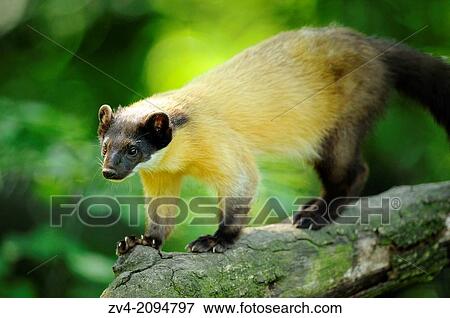 Close-up of a yellow-throated marten or kharza (Martes flavigula) running on a tree branch View Large Photo Image Stock Photo - Close-up of a yellow-throated marten or kharza (Martes flavigula) running on a tree branch. Fotosearch