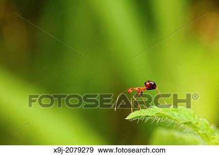 Close-up of ant Cataglyphis velox/Formicidae. View Large Photo Image Stock Photo - Close-up of ant Cataglyphis velox/Formicidae.. Fotosearch
