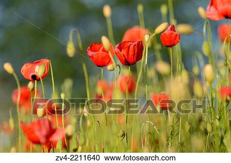 Stock Image - Close-up of Corn poppies (Papaver rhoeas) in a corn field in summer.. Fotosearch