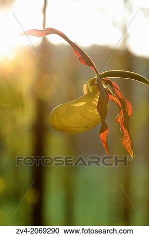 Stock Image - "Close-up of lady´s-slipper orchid (Cypripedium calceolus) in a forest in spring, Bavaria, Germany. ". Fotosearch