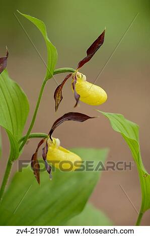 Stock Image - "Close-up of lady´s-slipper orchid (Cypripedium calceolus) blossoms in a forest in spring, Upper Palatinate, Germany". Fotosearch