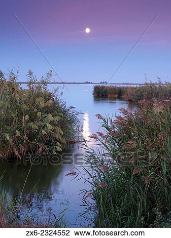 "Common reeds (Phragmites australis) of Encanyissada Lagoon at dusk with full moon. Ebro River Delta Natural Park, Tarragona province, Catalonia, Spain. " View Large Photo Image Stock Image - "Common reeds (Phragmites australis) of Encanyissada Lagoon at dusk with full moon. Ebro River Delta Natural Park, Tarragona province, Catalonia, Spain. ". Fotosearch