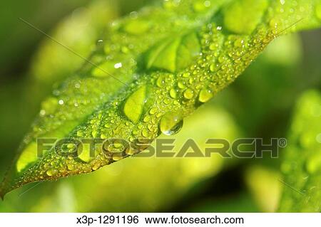 Dew in a leaf View Large Photo Image Stock Photograph - Dew in a leaf. Fotosearch