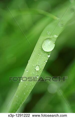Dew on grass leaf View Large Photo Image Stock Image - Dew on grass leaf. Fotosearch