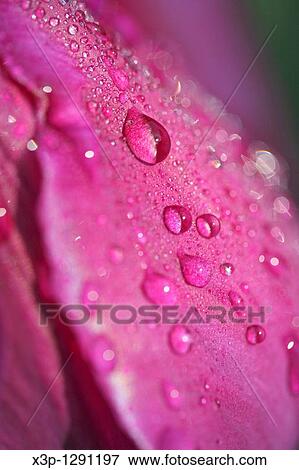 Dew on tulip flower Tulipa hybr View Large Photo Image Stock Photo - Dew on tulip flower Tulipa hybr. Fotosearch