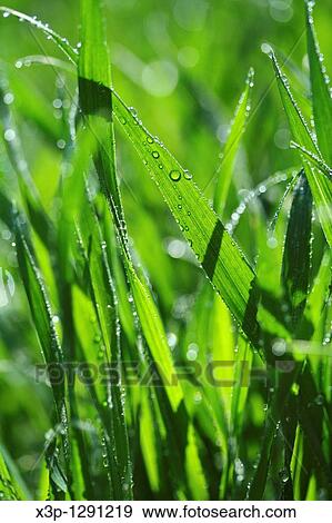 Dew on wheat leaves Triticum vulgare View Large Photo Image Stock Photo - Dew on wheat leaves Triticum vulgare. Fotosearch