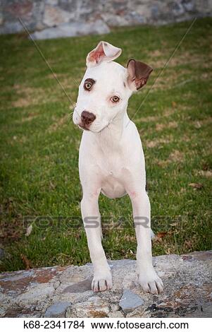 "dog, a pit bull cross. " View Large Photo Image Picture - "dog, a pit bull cross. ". Fotosearch