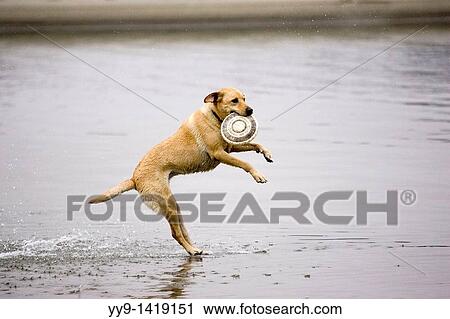 Stock Image - "Dog catching frisbee in water - Mendocino, California". Fotosearch