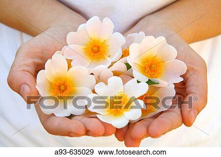 Dog Rose (Rosa canina) flowers View Large Photo Image Stock Photo - Dog Rose (Rosa canina) flowers. Fotosearch