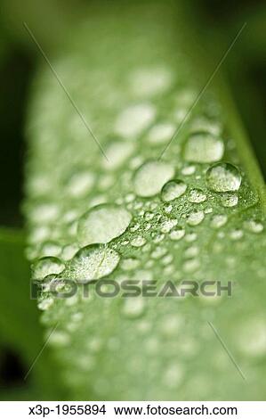 Droplets on leaf. View Large Photo Image Picture - Droplets on leaf.. Fotosearch