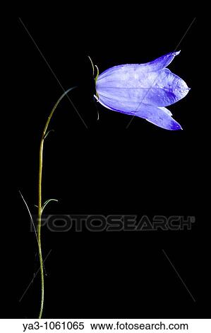 Stock Photography - "England, Staffordshire, Highgate Common Country Park Creative view of a Harebell Campanula rotundifolia". Fotosearch