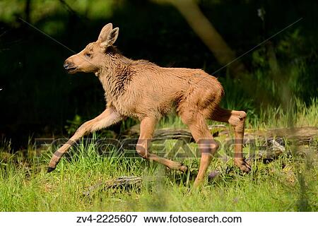 Stock Photo - Eurasian elk (Alces alces) youngster in a forest in early summer.. Fotosearch