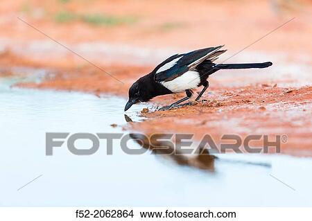 Picture - "Eurasian Magpie, European Magpie, or Common Magpie (Pica pica), Los Mos, Zaragoza province, Aragon, Spain, Europe. ". Fotosearch