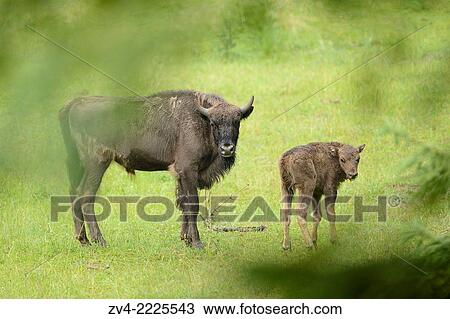 European bison (Bison bonasus) on a meadow in early summer. View Large Photo Image Stock Image - European bison (Bison bonasus) on a meadow in early summer.. Fotosearch