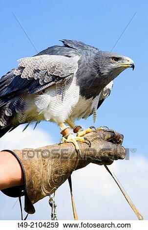 Stock Photo - falconry with predatory birds. Fotosearch