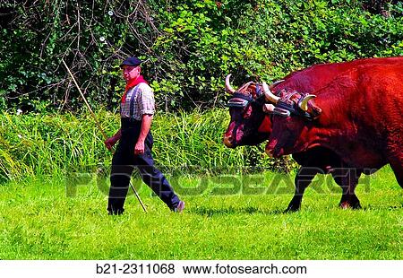 Stock Photo - "Farmer with his couple of Salers oxen, Cantal, Auvergne, France". Fotosearch