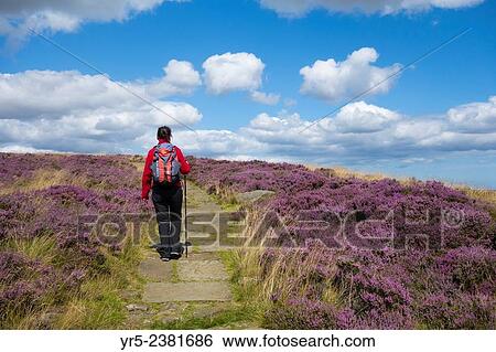Stock Photograph - "Female walker on Hasty Bank on The Cleveland Way National. with Heather in flower. North York Moors National Park, England, United Kingdom. ". Fotosearch