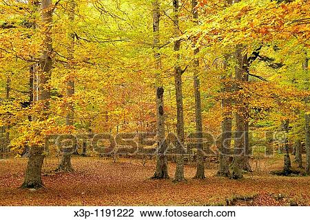 Stock Image - Forest Pyrenees Spain. Fotosearch