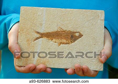 Fossil fish (Knightia sp. ) View Large Photo Image Stock Image - Fossil fish (Knightia sp. ). Fotosearch