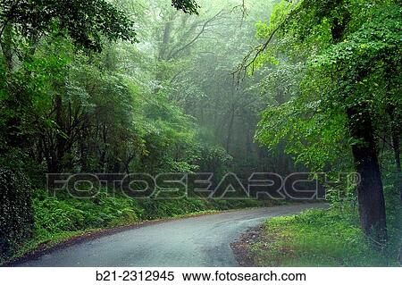 Stock Photography - "France, Aquitaine, Dordogne, Forêt Domaniale Barade, near Rouffignac. ". Fotosearch