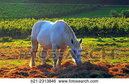 "France-Aquitaine-Gironde- landscape in the wine area of Saint Emilion, Bordeaux wines district. " View Large Photo Image Stock Photograph - "France-Aquitaine-Gironde- landscape in the wine area of Saint Emilion, Bordeaux wines district. ". Fotosearch