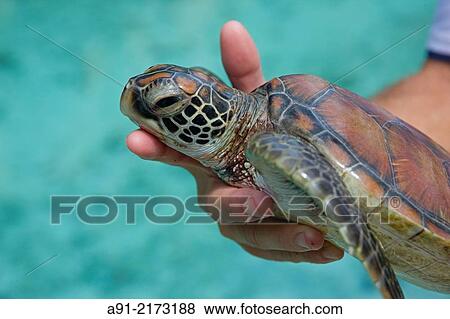 Stock Photo - "French Polynesia, Leeward archipelago, Bora Bora island, hotel Meridien, Center for disabled tortoises managed by Sebastien Goutenegre". Fotosearch