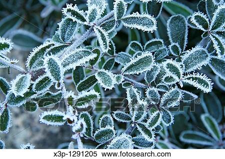Stock Photography - Frozen plant Piracantha sp. Fotosearch