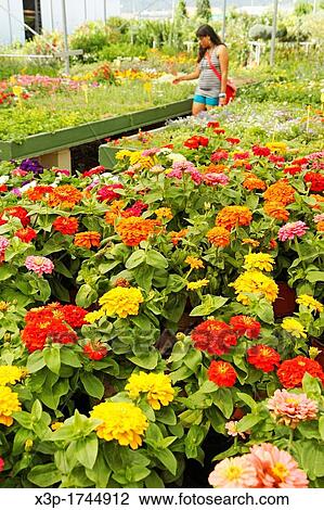 "Garden center Banyoles, Girona, Catalonia, Spain" View Large Photo Image Stock Image - "Garden center Banyoles, Girona, Catalonia, Spain". Fotosearch