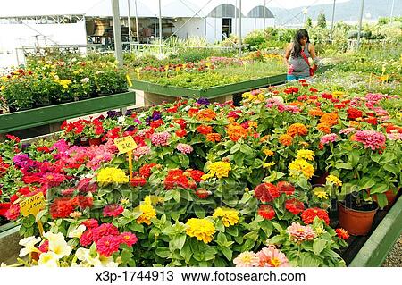 "Garden center Banyoles, Girona, Catalonia, Spain" View Large Photo Image Stock Image - "Garden center Banyoles, Girona, Catalonia, Spain". Fotosearch