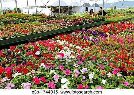 "Garden center Banyoles, Girona, Catalonia, Spain" View Large Photo Image Stock Photograph - "Garden center Banyoles, Girona, Catalonia, Spain". Fotosearch