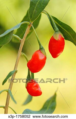 Goji berries Lycium barbarum View Large Photo Image Stock Image - Goji berries Lycium barbarum. Fotosearch