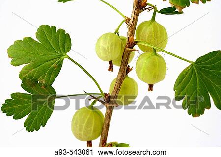 Gooseberries View Large Photo Image Stock Image - Gooseberries. Fotosearch