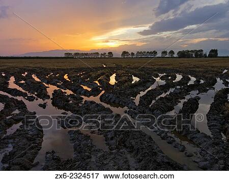 Stock Photo - "Harvested rice fields at sunset. Ebro River Delta Natural Park, Tarragona province, Catalonia, Spain. ". Fotosearch