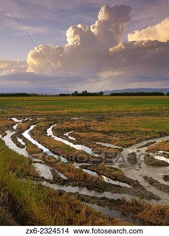 "Harvested rice fields. Ebro River Delta Natural Park, Tarragona province, Catalonia, Spain. " View Large Photo Image Picture - "Harvested rice fields. Ebro River Delta Natural Park, Tarragona province, Catalonia, Spain. ". Fotosearch
