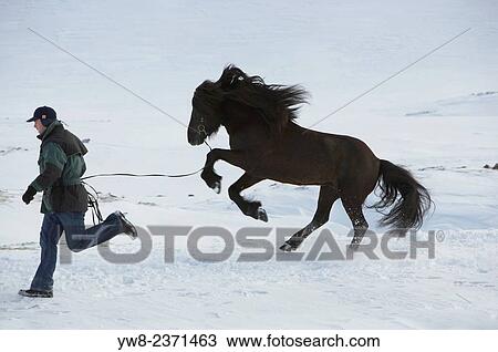 "Horse running with trainer in the wintertime, Iceland. " View Large Photo Image Stock Image - "Horse running with trainer in the wintertime, Iceland. ". Fotosearch