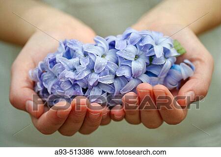 Stock Photograph - Hyacinth (Hyacinthus hybr. ). Fotosearch