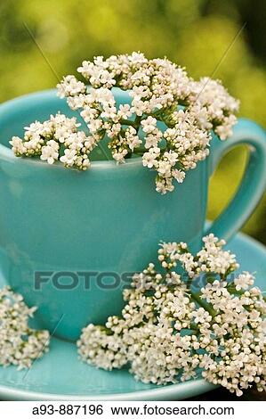 Infusión de valeriana (Valeriana officinalis) View Large Photo Image Stock Photograph - Infusión de valeriana (Valeriana officinalis). Fotosearch