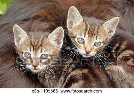Stock Photograph - Kittens. Fotosearch