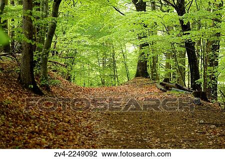 Stock Image - "Landscape of trail road going through the forest. Styria, Austria". Fotosearch