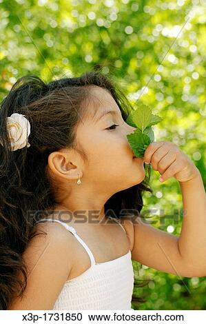 Latin little girl smelling mint View Large Photo Image Stock Image - Latin little girl smelling mint. Fotosearch