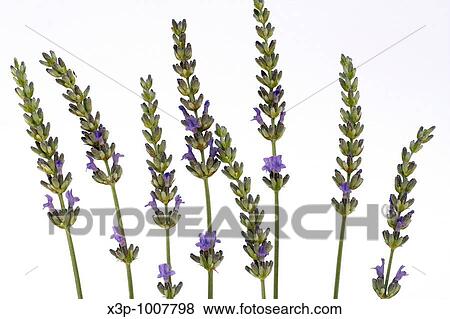 Lavender Lavandula sp View Large Photo Image Stock Photo - Lavender Lavandula sp. Fotosearch